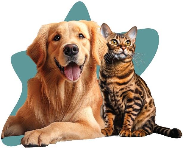 Dog and cat